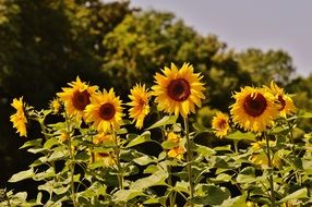 Sunflowers in a field near trees