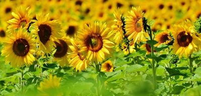 amazing field of sunflowers
