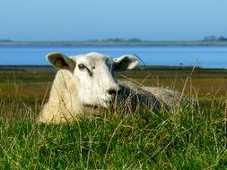 sheep in a meadow by the north sea