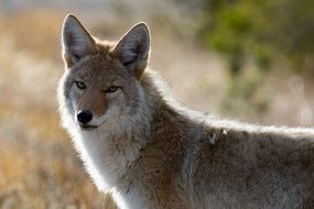 Wildlife Coyote