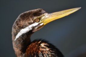 head of a brown bird with a long beak