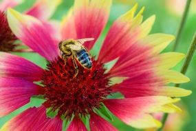 bee collects nectar on a bright flower