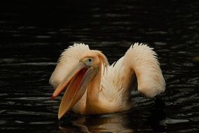 wet yellow pelican