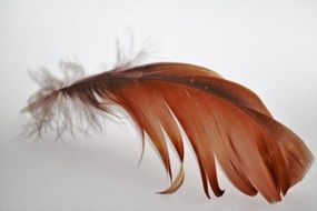 red goose feather