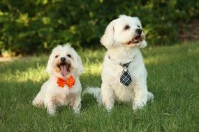 white funny Dogs Outdoors sitting