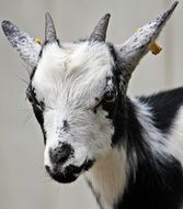 black and white goat cub