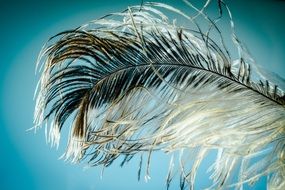 Strauss feather macro view