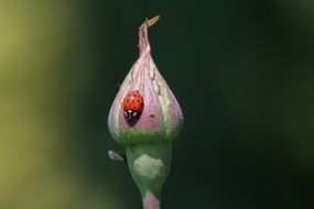 ladybug is sitting on a closed bud