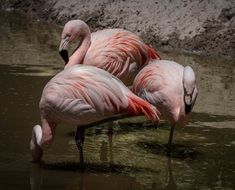 three Pink Flamingos in wild