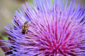 Bee insect on the beautiful prickly colorful gradient bud