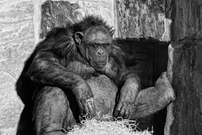 black and white photo of a chimpanzee in a zoo