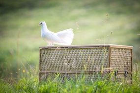 white dove on a background of green grass