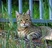 gray cat lies in the grass