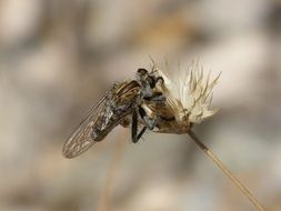 mosquito on dry plant close-up on blurred background
