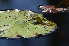 Frog on Green Lily leaf