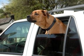 Cute Pet in the car