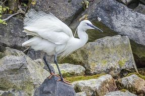 White Little Egret at waterfront portrait