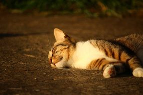 striped kitten sleeping in the fresh air