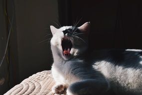 the cat is yawning