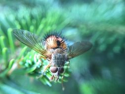 insect wings in flight