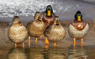 duck family on the coast