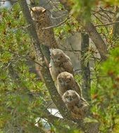 Great Horned Owls