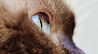 Cat Eye Close British Shorthair