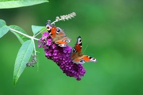 butterfly on a purple flower on a green plant