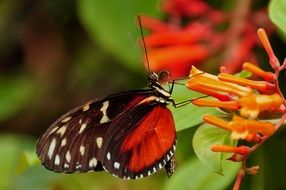 tiger longwing on the flower