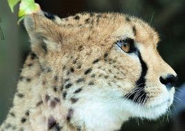 Portrait of cheetah