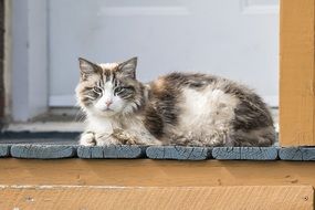 fluffy cat resting on the porch