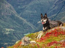 Dog on grass Mountains view