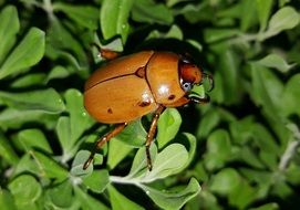 red may beetle