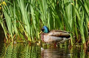 duck in high grass