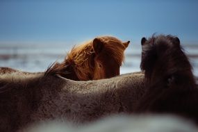 horses outdoors