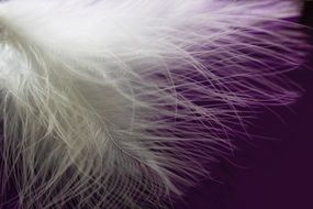 aurg white feather