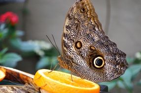 colorful Owl Butterfly with orange macro