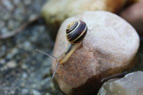 Snail crawling on stone