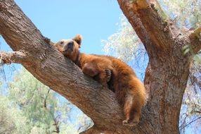grizzly snoozing high on a tree