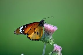 closeup picture of butterfly on the thistle flower