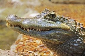 charming Alligator
