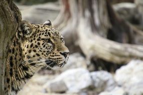 portrait of wild elegant Persian Leopard