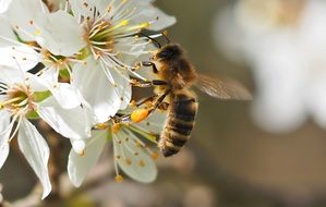 honey bee on a flowering branch