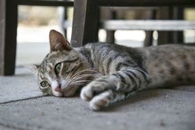 relaxed mackerel cat