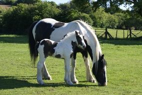 two black and white horses in a green meadow
