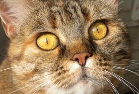 closeup portrait of looking Cat Head