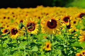 Field of blooming sunflowers