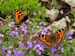 Colors Butterflies
