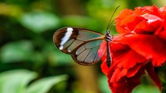 nice brown Butterfly