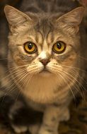 yellow-eyed Cat Portrait